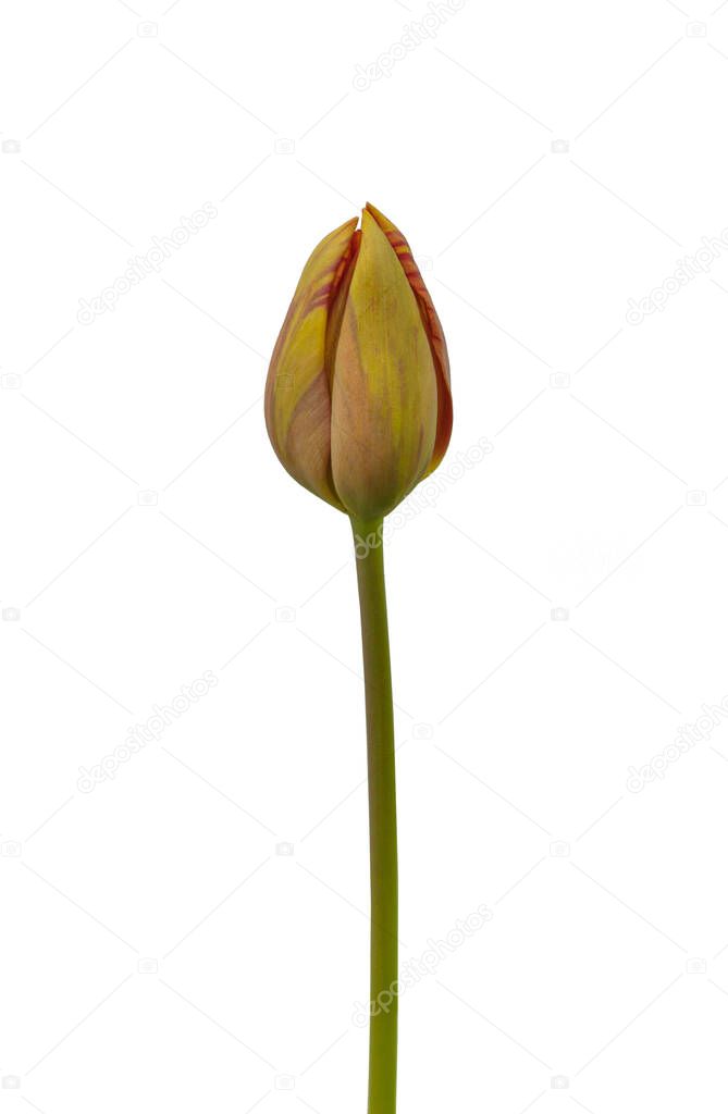 One tulip with yellow and red stripes Rembrandt Group 