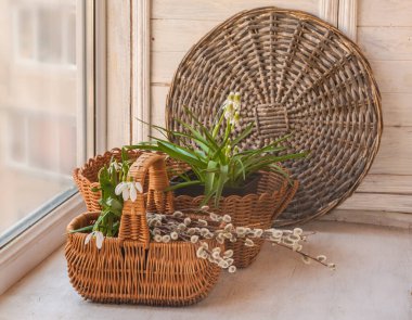 Çiçekli kardelenler ve muscari, pencerede söğüt buketi