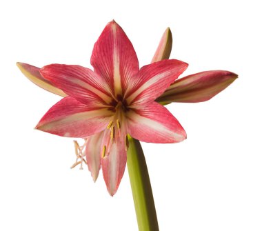 Beyaz bir arka planda çiçek açan pembe ve beyaz bir hippistrum (amaryllis) Pinkolo.