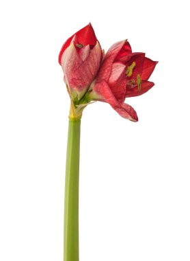 Amaryllis (Hippeastrum) Galaksi Grubu 