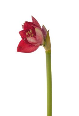 Amaryllis (Hippeastrum) Galaksi Grubu 