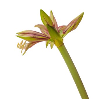 Beyaz arka planda yeşil ve kırmızı Kelebek grubu 