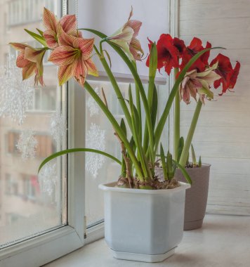 Blooming hippeastrum (amaryllis) Kelebek Grubu 