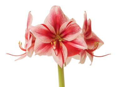 Beyaz arkaplan üzerindeki Çiçek kırmızı ve beyaz Amaryllis (Hippeastrum) Galaksi Grubu 