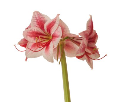 Beyaz arkaplan üzerindeki Çiçek kırmızı ve beyaz Amaryllis (Hippeastrum) Galaksi Grubu 