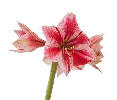Beyaz arkaplan üzerindeki Çiçek kırmızı ve beyaz Amaryllis (Hippeastrum) Galaksi Grubu 