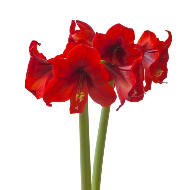 Beyaz arkaplandaki Çiçek kırmızısı Hippeastrum (amaryllis) Elmas Grubu 