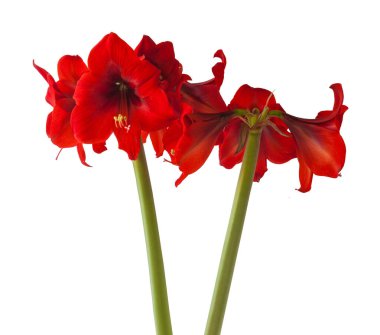 Beyaz arkaplandaki Çiçek kırmızısı Hippeastrum (amaryllis) Elmas Grubu 