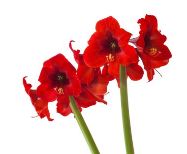 Beyaz arkaplandaki Çiçek kırmızısı Hippeastrum (amaryllis) Elmas Grubu 