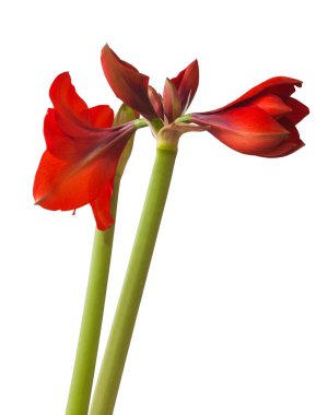 Beyaz zemin üzerinde yükselen kırmızı Amaryllis (Hippeastrum) elmas grubunun tomurcuğuna yakın plan izole