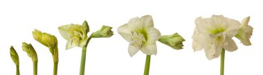 Amaryllis 'in (Hippeastrum) gelişmekte olan tomurcuğuna yakın plan beyaz arka plan izole edilmiş çifte Galaxy Grubu.