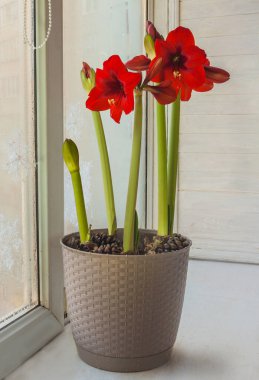 Çiçek açan şarap kırmızı hippeastrum (amarillis) kışın balkon camında gri bir tencerede