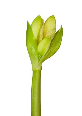 Amaryllis (Hippeastrum) Galaksi Grubu Rosalia 'nın beyaz arka planda ortaya çıkan tomurcuğuna yakın çekim.