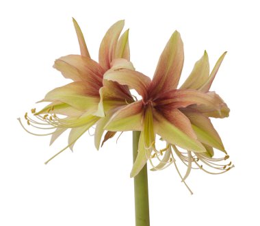 Beyaz bir arka planda yeşil-çiçek açan hippeastrum (Amaryllis) Elmas Grubu Vahşi Amazonu