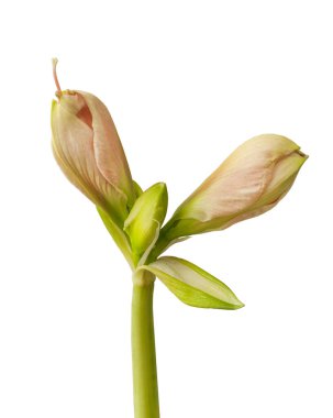 Amaryllis (Hippeastrum) Galaksi Grubu Rosalia 'nın beyaz arka planda ortaya çıkan tomurcuğuna yakın çekim.