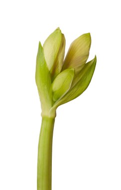 Amaryllis (Hippeastrum) Galaksi Grubu Rosalia 'nın beyaz arka planda ortaya çıkan tomurcuğuna yakın çekim.