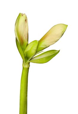 Amaryllis (Hippeastrum) Galaksi Grubu Rosalia 'nın beyaz arka planda ortaya çıkan tomurcuğuna yakın çekim.