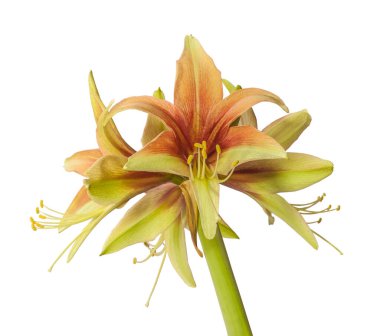 Beyaz bir arka planda yeşil-çiçek açan hippeastrum (Amaryllis) Elmas Grubu Vahşi Amazonu