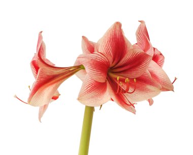 Amaryllis (Hippeastrum) Galaksi Grubu Gervase 'nin beyaz arkaplandaki gelişmekte olan tomurcuğunu kapat.