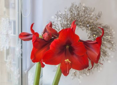 Penceredeki bir Noel çelenginin arka planında çiçek açan kırmızı hiperastrum (amaryllis)