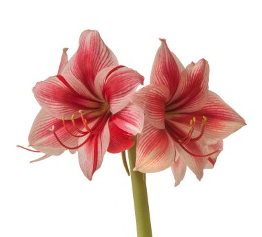 Amaryllis (Hippeastrum) Galaksi Grubu 