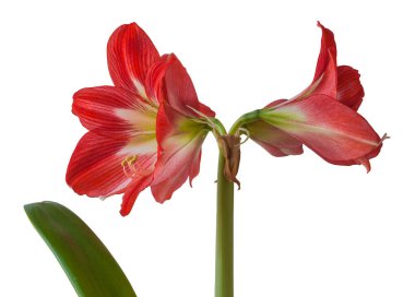 Beyaz arka planda Çiçek Hippeastrum (amaryllis) sonatini 'Göz Tutucu'.