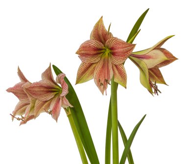 Amaryllis (Hippeastrum) Kelebek Grubu 