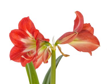 Beyaz arka planda Çiçek Hippeastrum (amaryllis) sonatini 'Göz Tutucu'.