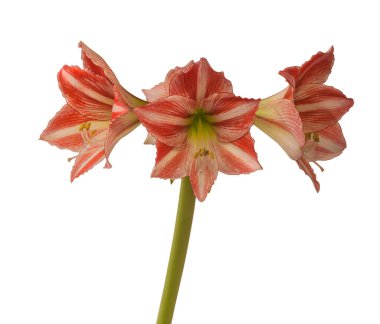 Blooming Hippeastrum (Amaryllis) Beyaz zemin üzerindeki elmas grubu 