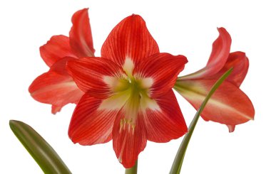 Beyaz arka planda Çiçek Hippeastrum (amaryllis) sonatini 'Göz Tutucu'.