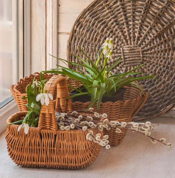 Flowering Potted Snowdrops Muscari Willow Bouquet Window — Stock Photo, Image