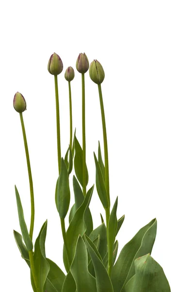 Gruppe Von Schwarzen Späten Tulpen Black Hero Auf Dem Blumenbeet — Stockfoto
