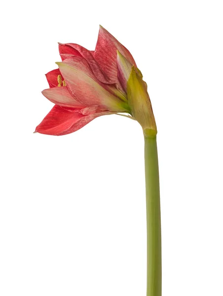 Bud Lila Rózsaszín Egy Kissé Sötétebb Nyílás Amaryllis Hippeastrum Galaxy — Stock Fotó