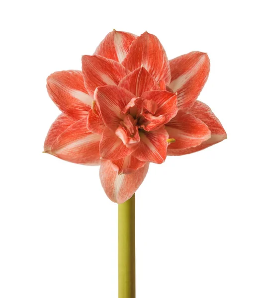 Hippeastrum Mekar Amaryllis Galaksi Ganda Grp Sunshine Nymph Pada Latar — Stok Foto