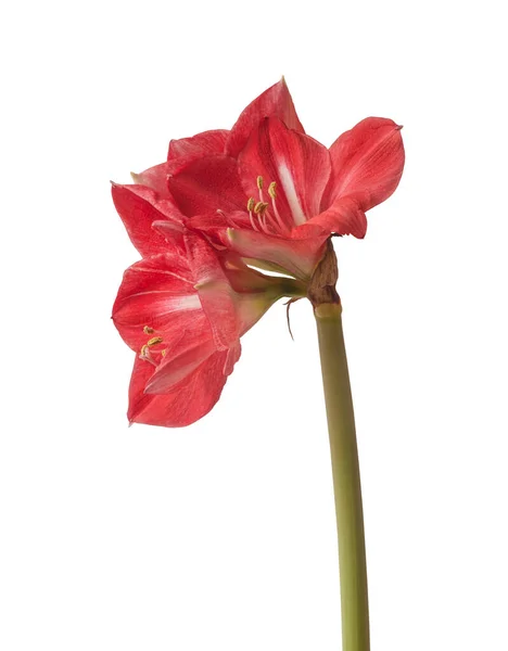 Flor Rosa Lila Con Una Escotilla Ligeramente Más Oscura Amaryllis —  Fotos de Stock