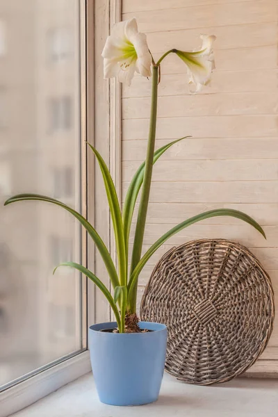 Floraison Hippeastrum Blanc Amaryllis Fleur Sur Fenêtre Dans Pot Plastique — Photo