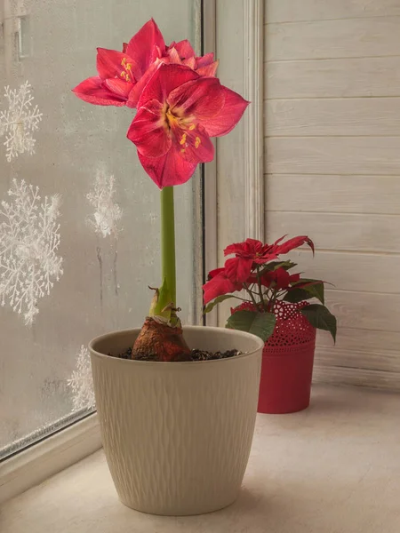 Blooming Dark Pink Hippeastrum Amaryllis Poinsettia Winter Window Christmas Eve — Stock Photo, Image