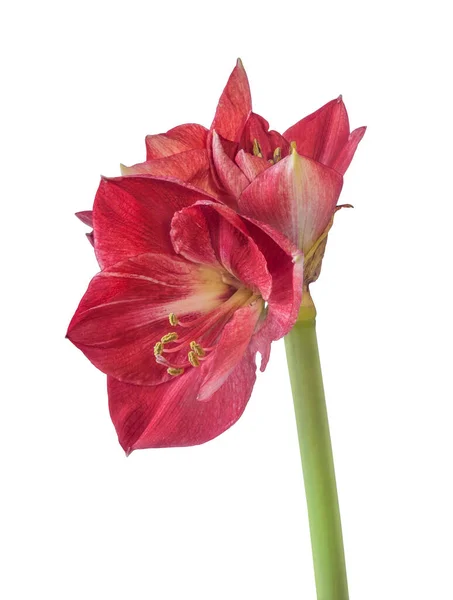 Flower Lilac Pink Slightly Darker Hatch Amaryllis Hippeastrum Galaxy Group — Stock Photo, Image