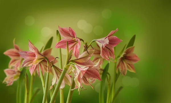 Bahçede Açan Amaryllis Çiçekleri Güzellik Tropik Çiçek Sanat Tasarımı Parlak — Stok fotoğraf