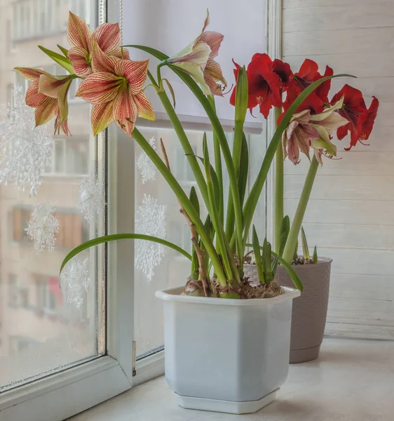 Virágzó Hippeastrum Amaryllis Pillangó Csoport Egzotikus Csillag Diamond Group Floris — Stock Fotó