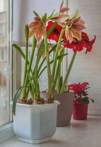 Kwitnący Hippeastrum Amaryllis Grupa Motyli Egzotyczna Gwiazda Grupa Diamentów Floris — Zdjęcie stockowe