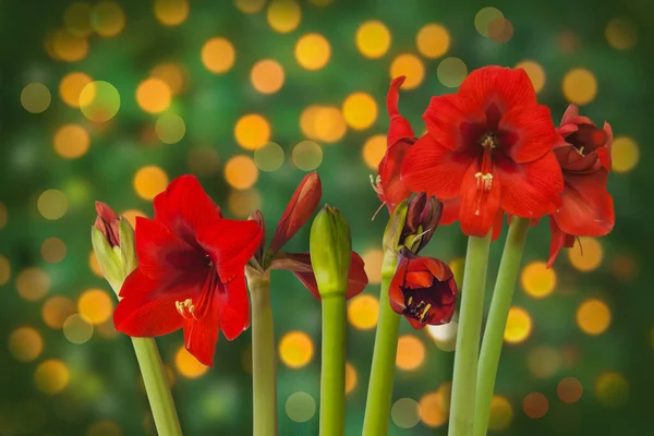 Blommande Vin Röd Hippeastrum Amaryllis Grön Bakgrund Och Boke — Stockfoto