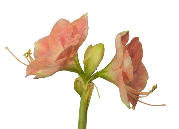 바탕에 Hippeastrum 잘리아 Galaxy Group Rosalia 의떠오르는 꽃봉오리의 — 스톡 사진