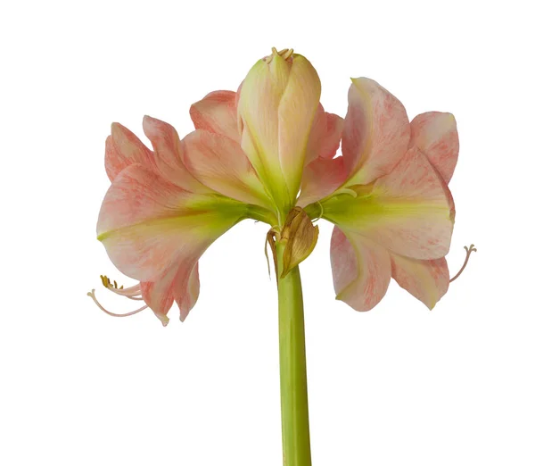Large Flowered Variety Galaxy Group Hippeastrum Amaryllis Simple Flowers Pale — Stock Photo, Image