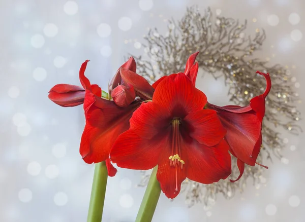 Floração Hippeastrum Vermelho Amaryllis Fundo Uma Grinalda Natal — Fotografia de Stock