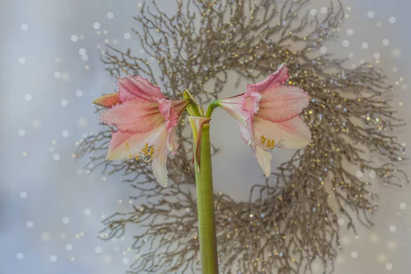 Floração Rosa Hippeastrum Amaryllis Fundo Uma Grinalda Natal — Fotografia de Stock