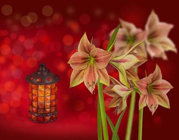 Flower Hippeastrum Amaryllis Butterfly Group Exotic Star Lantaarn Een Rode — Stockfoto