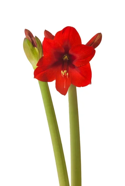 Close Emerging Bud Red Amaryllis Hippeastrum Diamond Group White Background — Stock Photo, Image