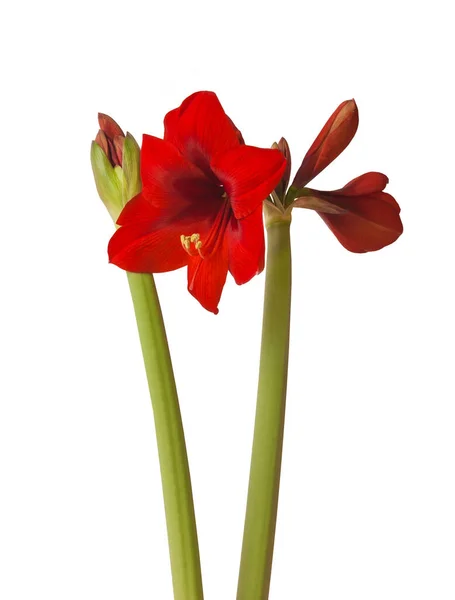 Close Emerging Bud Red Amaryllis Hippeastrum Diamond Group White Background — Stock Photo, Image