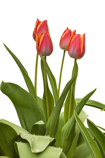 Group Triumph tulips sort "Kees Nelis" on a bed on a white background isolated — Stock Image Group Triumph Tulips Sort Kees Nelis Bed White Background Isolated Royalty Free Stock Images